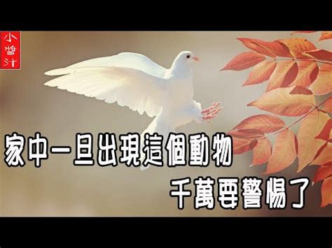 鳥死在陽台風水|陽台死鳥：風水攻略